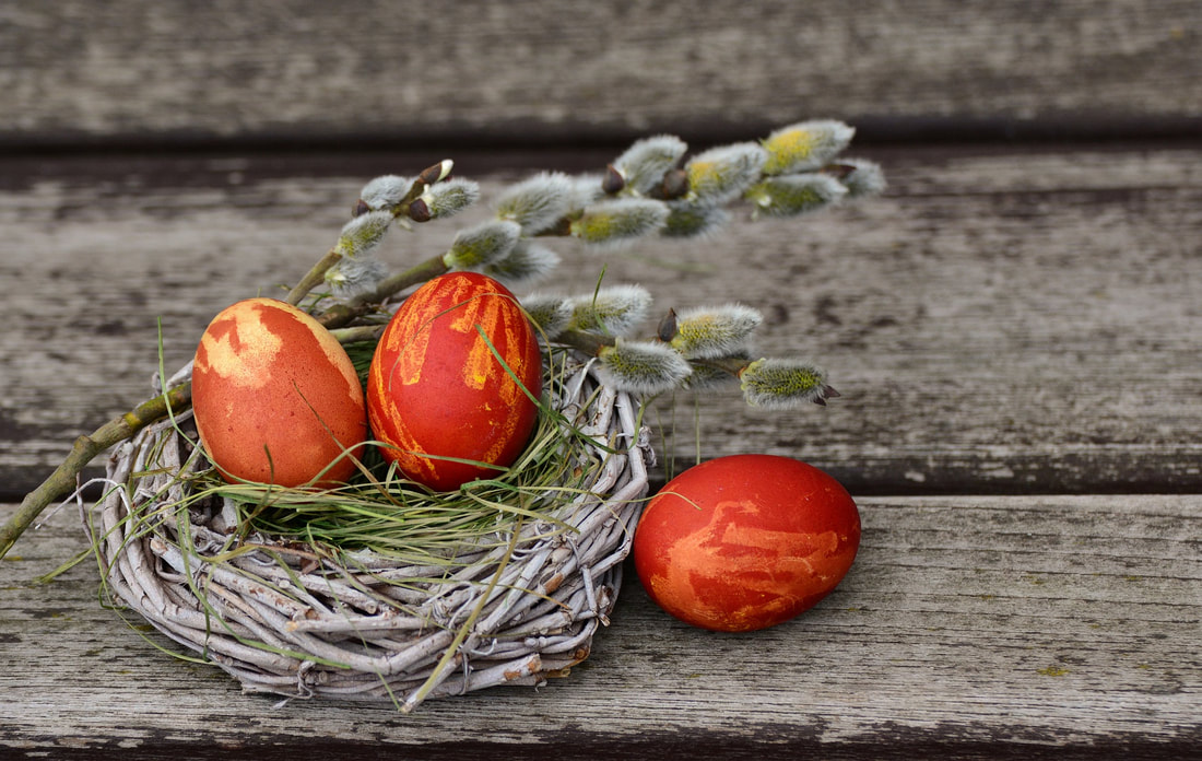 Nest with orange eggs